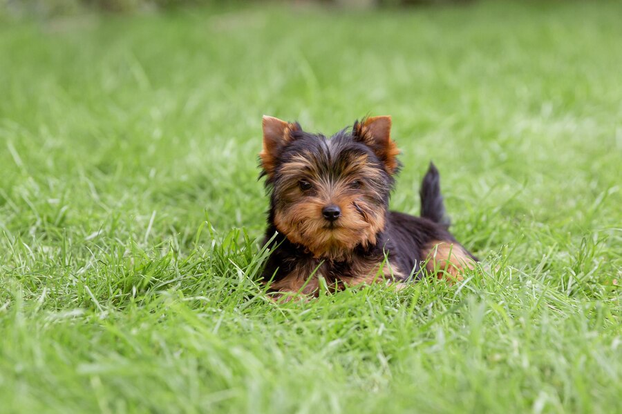 Yorkshire Terrier