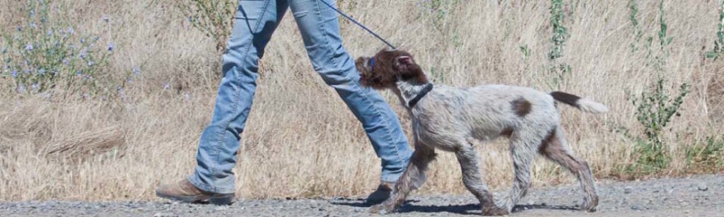 Walk-The-Talk: treat