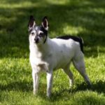 Fox Terrier
