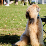 Soft-Coated Wheaten Terrier