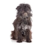 Cairn Terrier