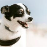 Jack Russell Terrier