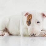 Miniature Bull Terrier