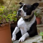 Pitbull Terrier