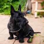 Scottish Terrier
