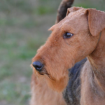 Airedale Terrier