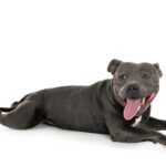 Staffordshire Bull Terrier