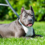 American Staffordshire Terrier