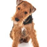 Welsh Terrier