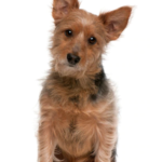 Australian Terrier