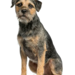 Border Terrier