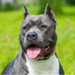 American Staffordshire Terrier