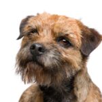 Border Terrier