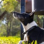 Fox Terrier