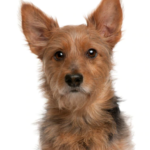 Australian Terrier