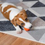 Jack Russell Terrier
