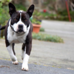Pitbull Terrier