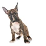Miniature Bull Terrier