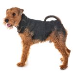 Welsh Terrier