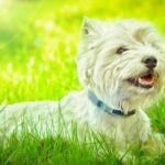West Highland White Terrier
