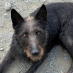 Australian Terrier