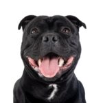Staffordshire Bull Terrier