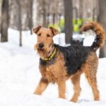 Welsh Terrier