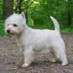 West Highland White Terrier