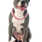American Staffordshire Terrier