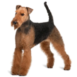 Airedale Terrier