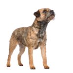 Border Terrier