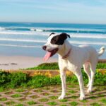 Jack Russell Terrier