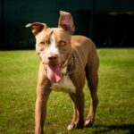 American Staffordshire Terrier
