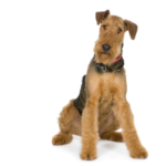 Airedale Terrier