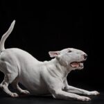 Miniature Bull Terrier