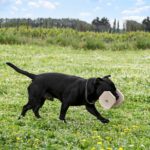Staffordshire Bull Terrier