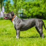 American Staffordshire Terrier
