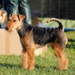 Airedale Terrier