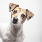 Jack Russell Terrier