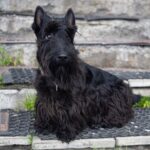 Scottish Terrier
