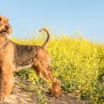 Airedale Terrier
