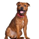 Staffordshire Bull Terrier
